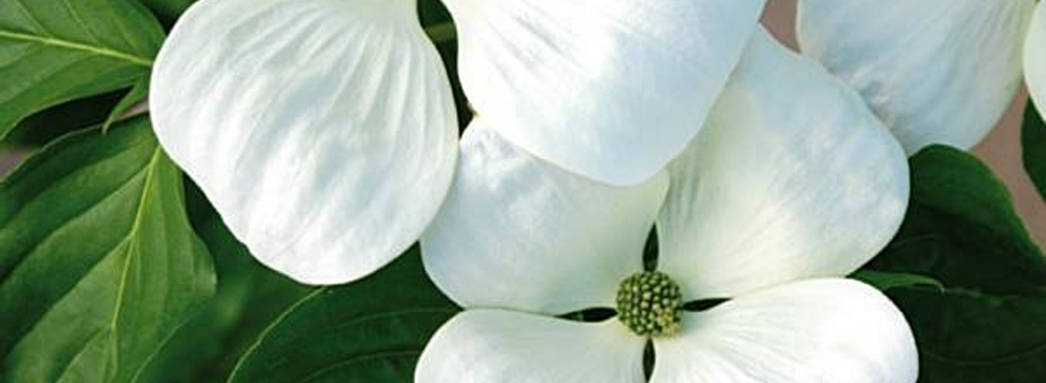 Cornus x 'Venus' ®