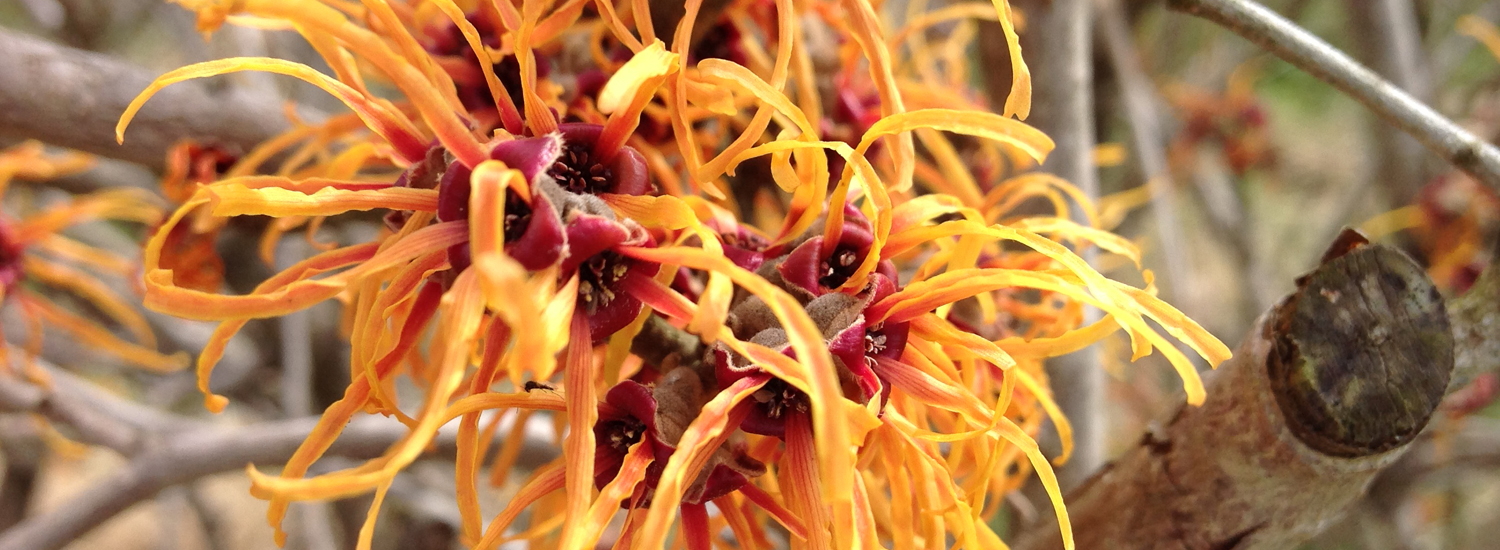 Hamamelis 'Jelena'