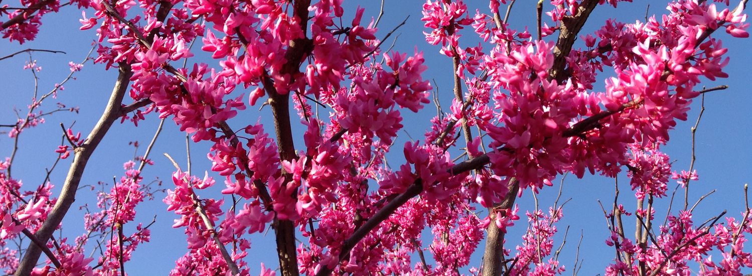 Cercis 'Appalachian Red'